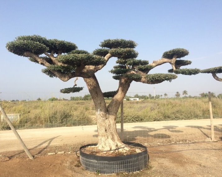 Olijfboom bonsai - Olea europaea macro bonsai